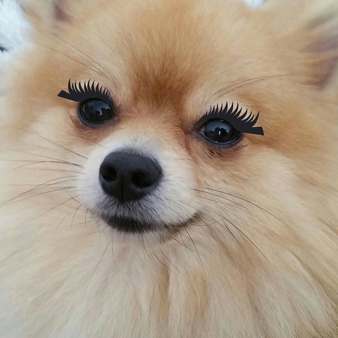 Померанский шпиц Маффин