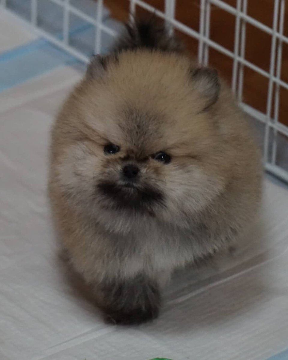 Милые щенки чихуахуа