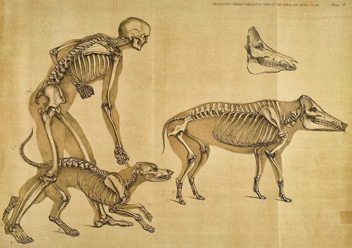 Скелет собаки позвоночник