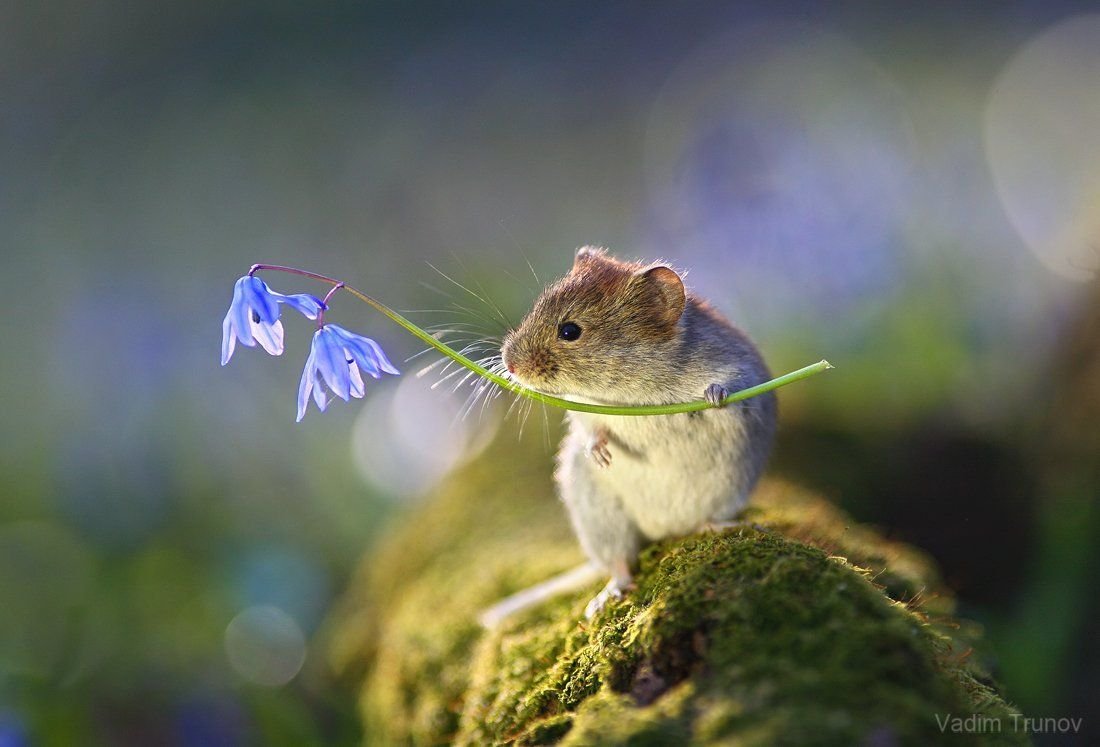 Полевка хомяк