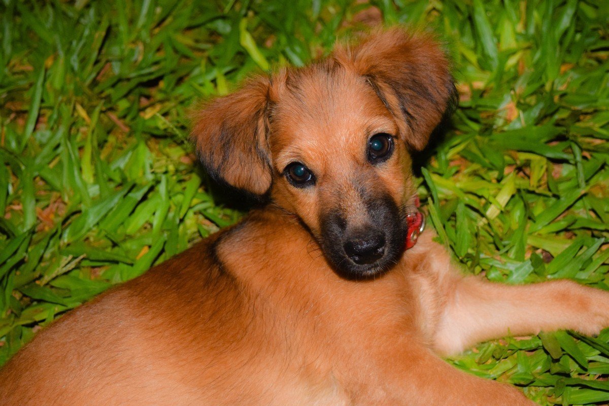 Чивини длинношерстная