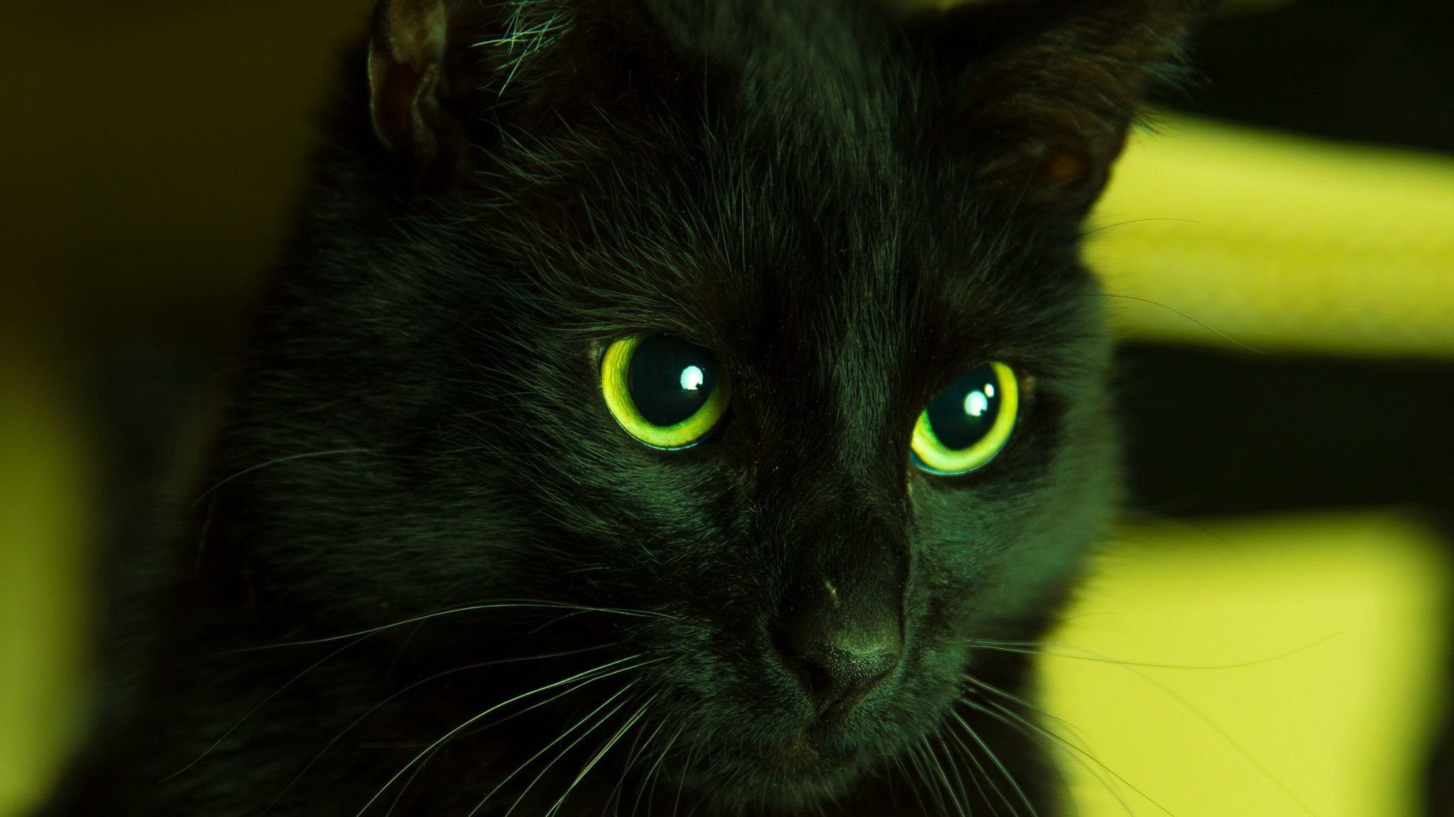 Породы черных кошек - 68 фото