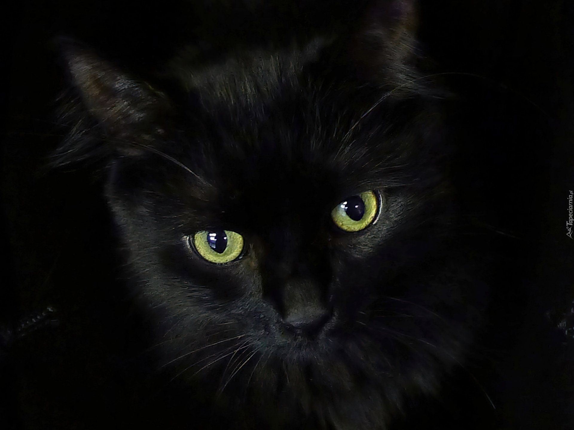 Сибирский кот черный с голубыми глазами