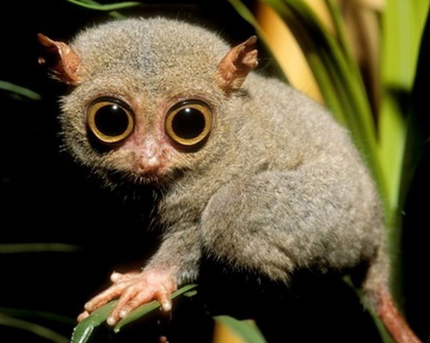 Название животного глаза. Суматранский долгопят. Мадагаскарский долгопят. Долгопят Tarsier. Пучеглазый долгопямем.