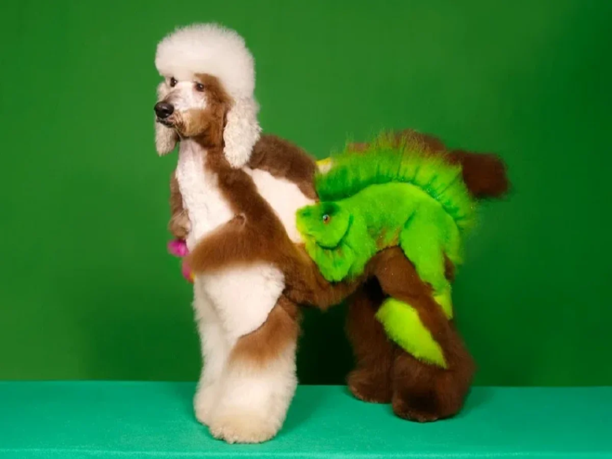 Необычные стрижки пуделя