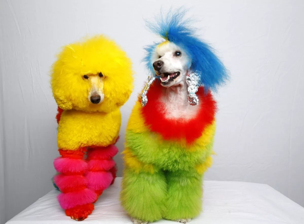 Разноцветные Пудели