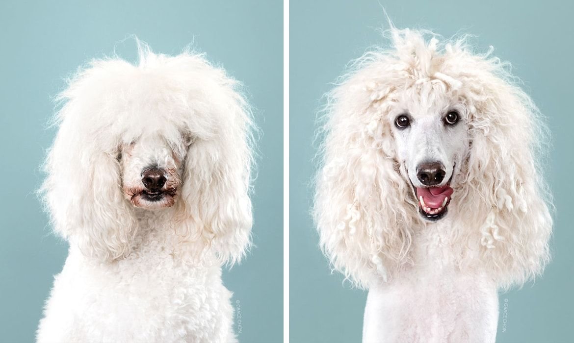 Собака после груминга