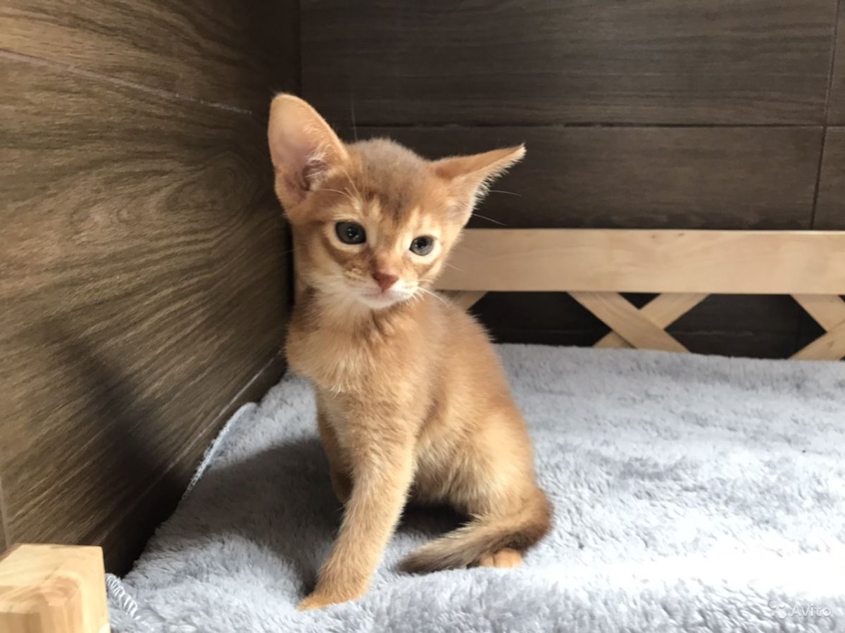 Абиссинцы кошки окрас бежевый