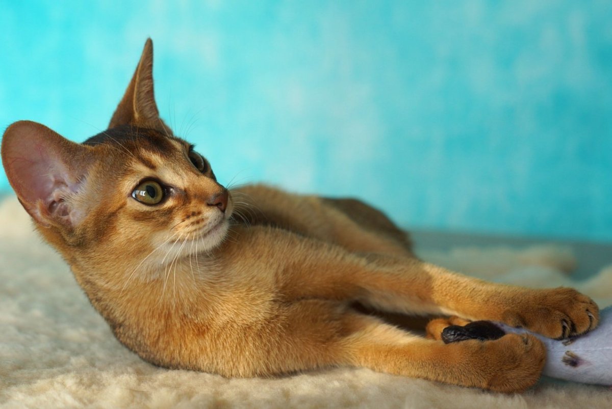 Кошка Египетская абиссинец