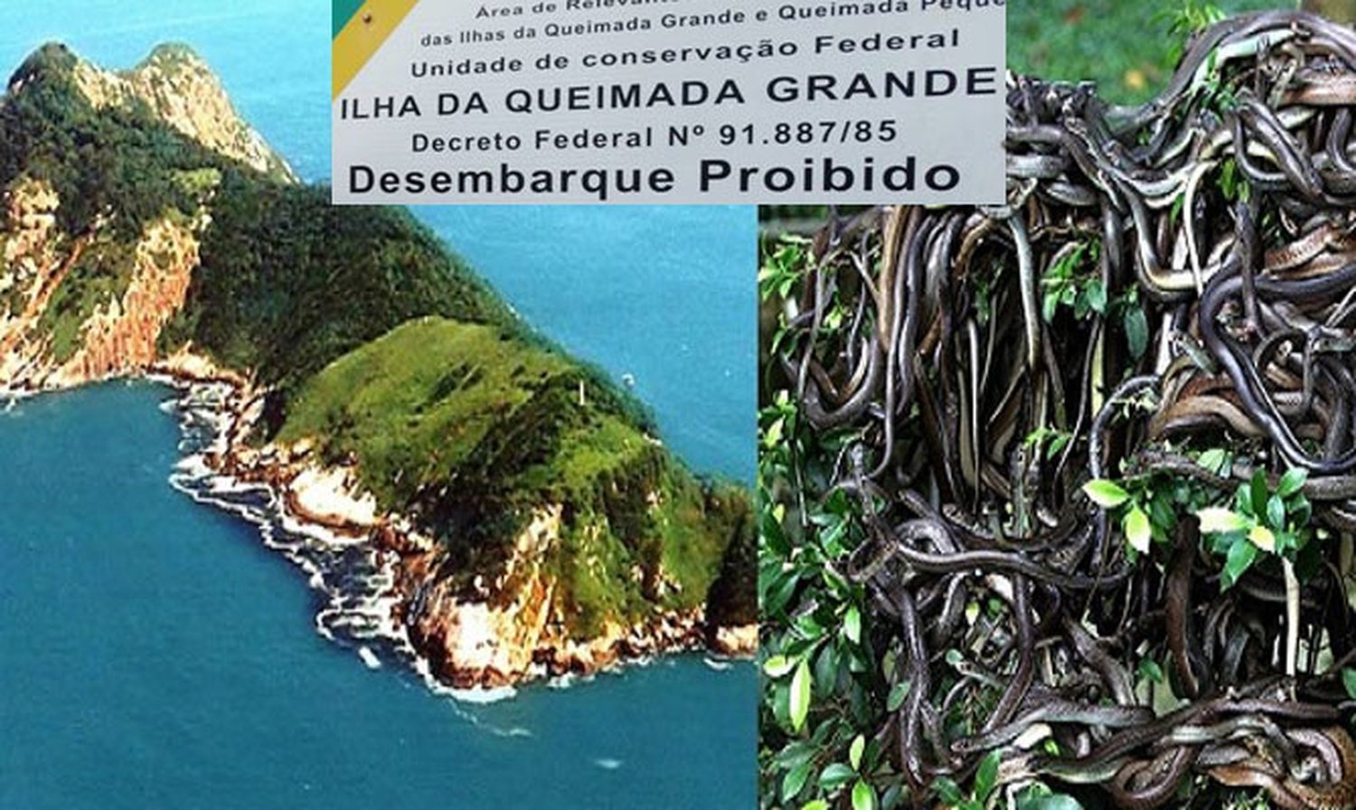 Остров змей фото. Остров Кеймада-Гранди Бразилия. Остров Кеймада-Гранди змеи. Маяк на острове Кеймада-Гранди Бразилия. Змеиный остров, Сан-Паулу, Бразилия.