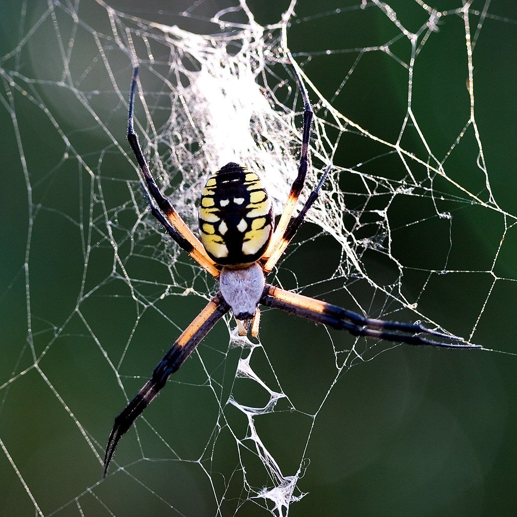 Аргиопа паук гигант