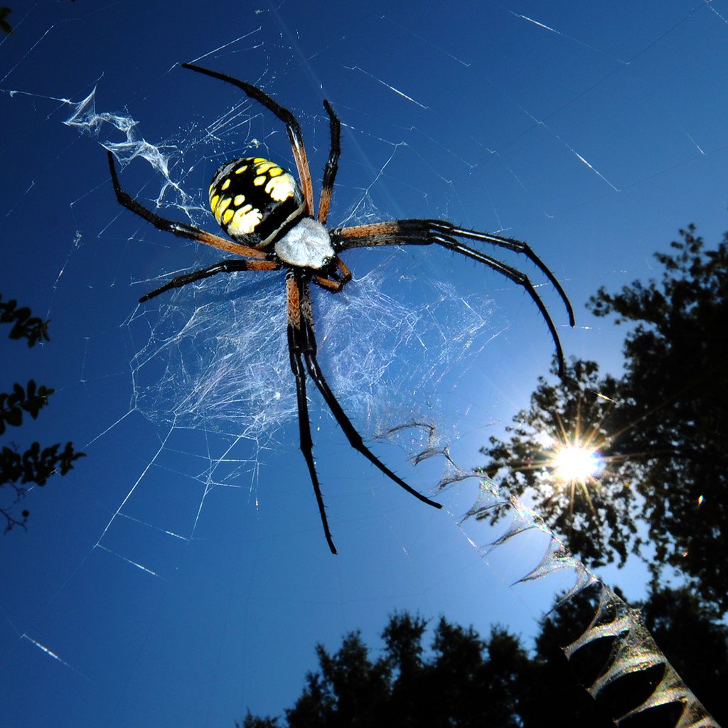 Паук Аргиопа Садовая