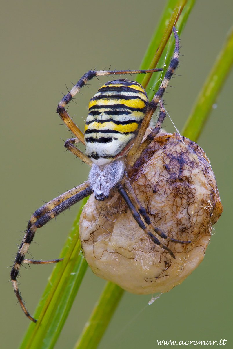 Аргиопа Аргентата