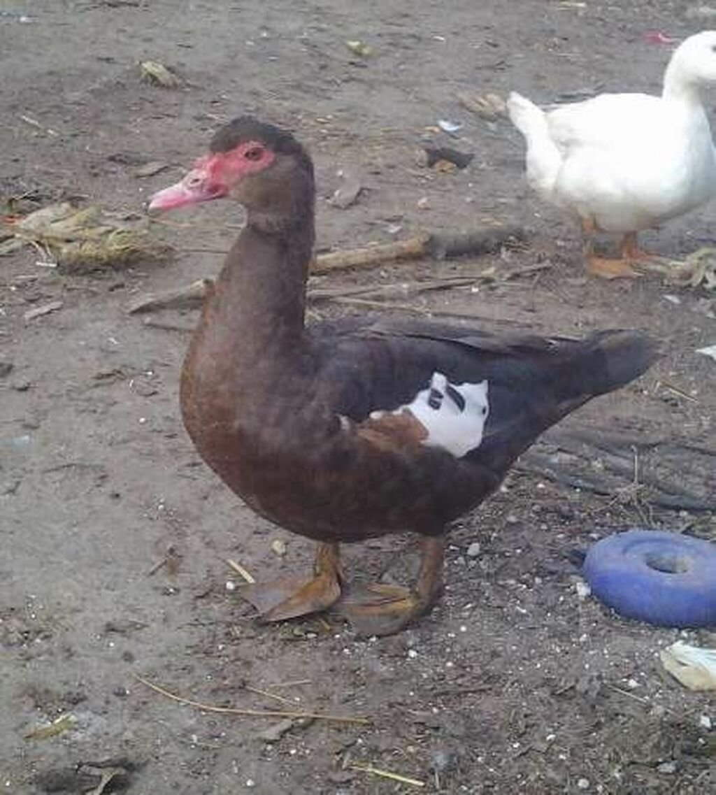 Голубая мускусная утка