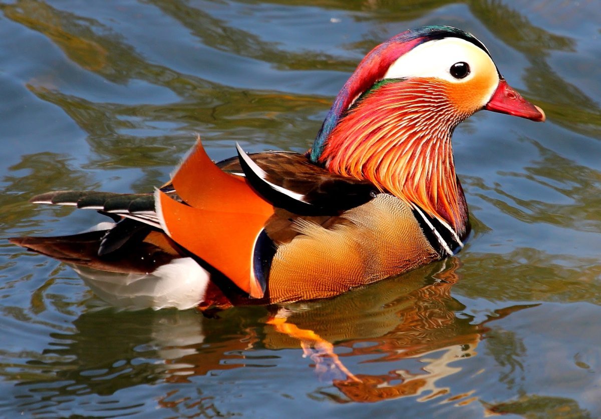 Утка Мандаринка ареал