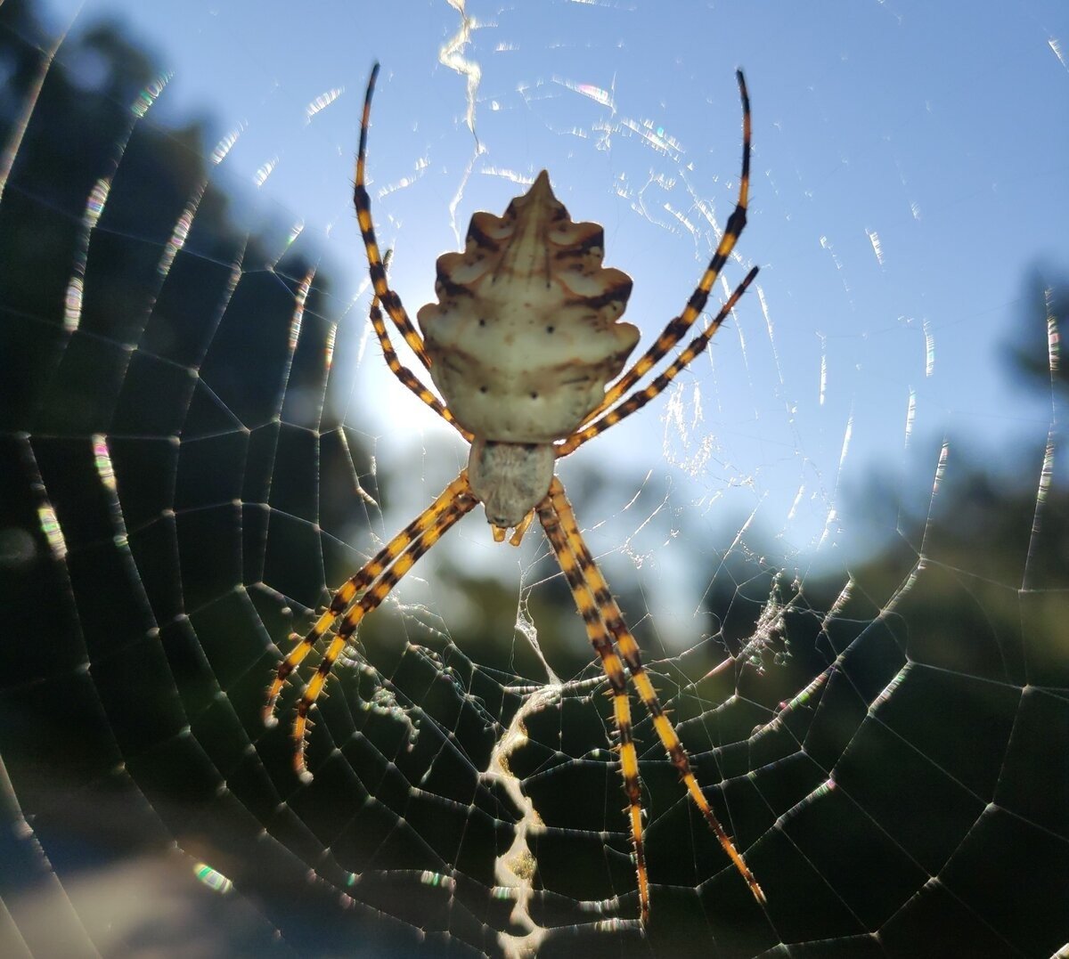Паук Оса Аргиопа