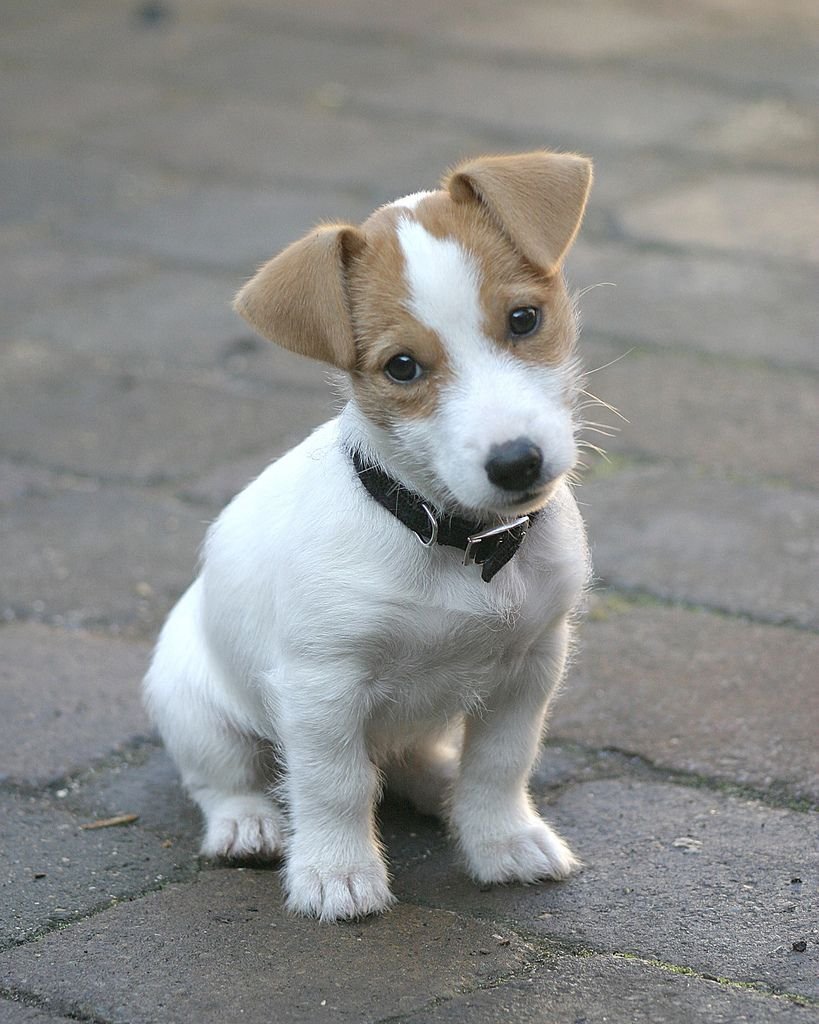 Джек-Рассел-терьер короткошёрстный