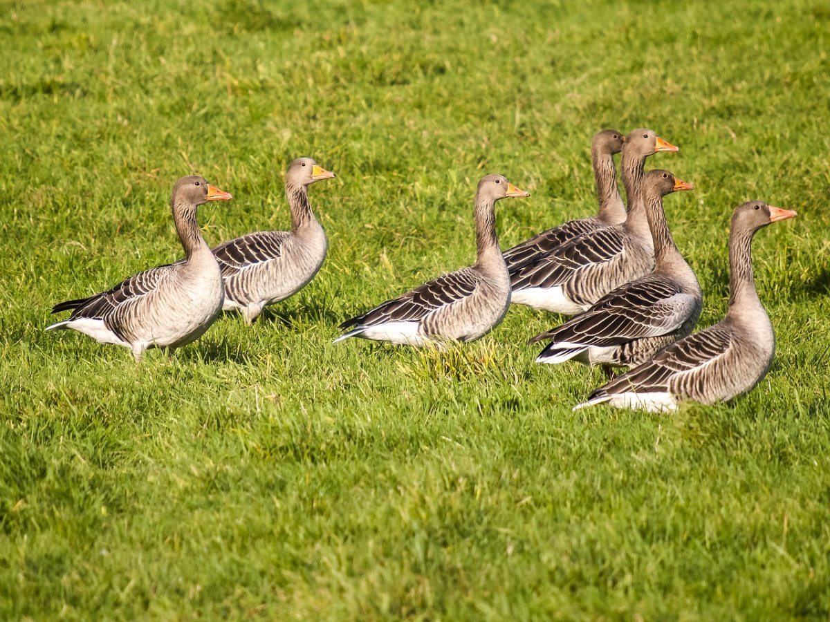 Greylag Goose Bird