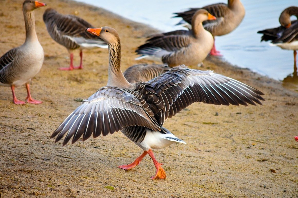 Гусиное крыло