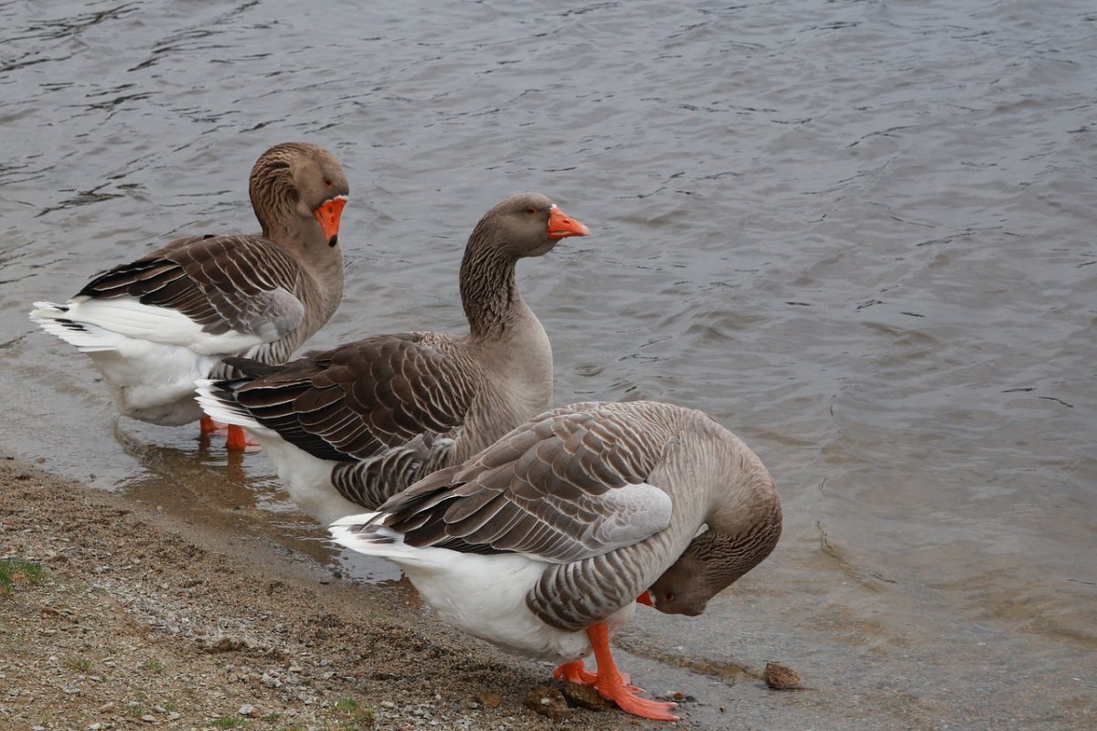 Среда обитания серый Гусь водные