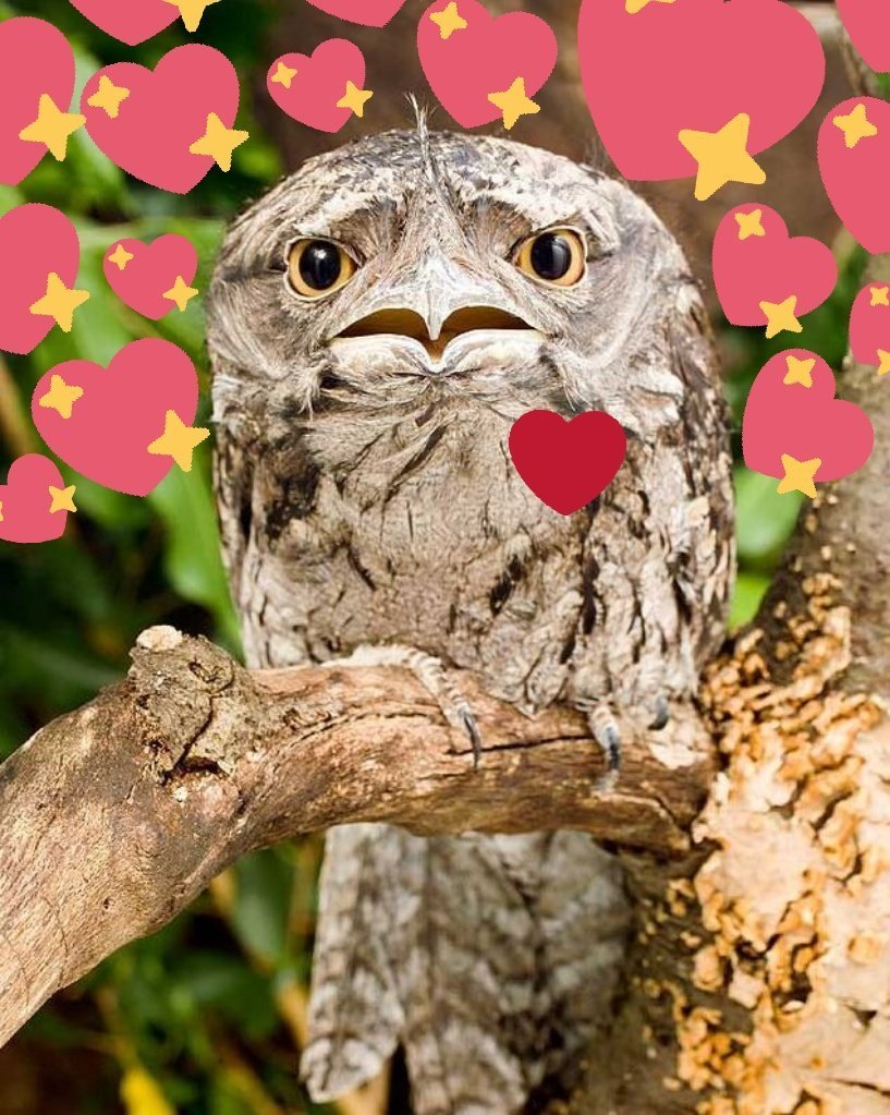 Исполинский козодой