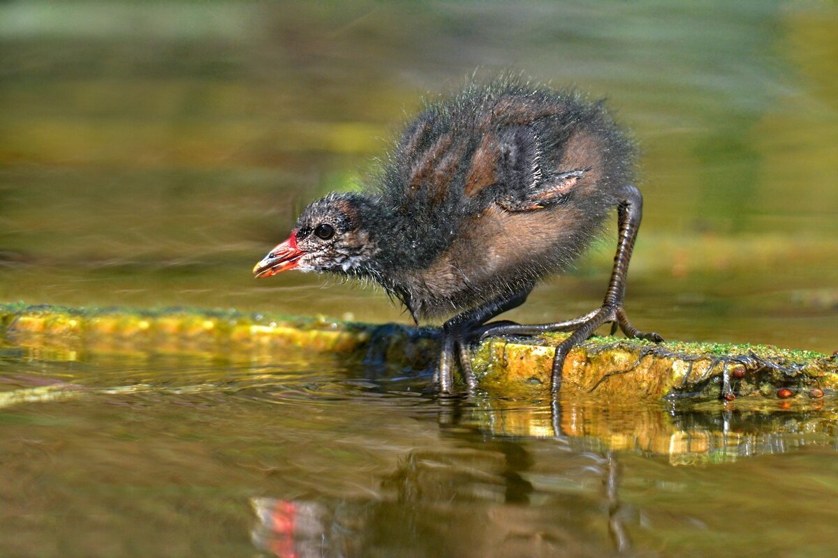 Русская выхухоль нос из воды