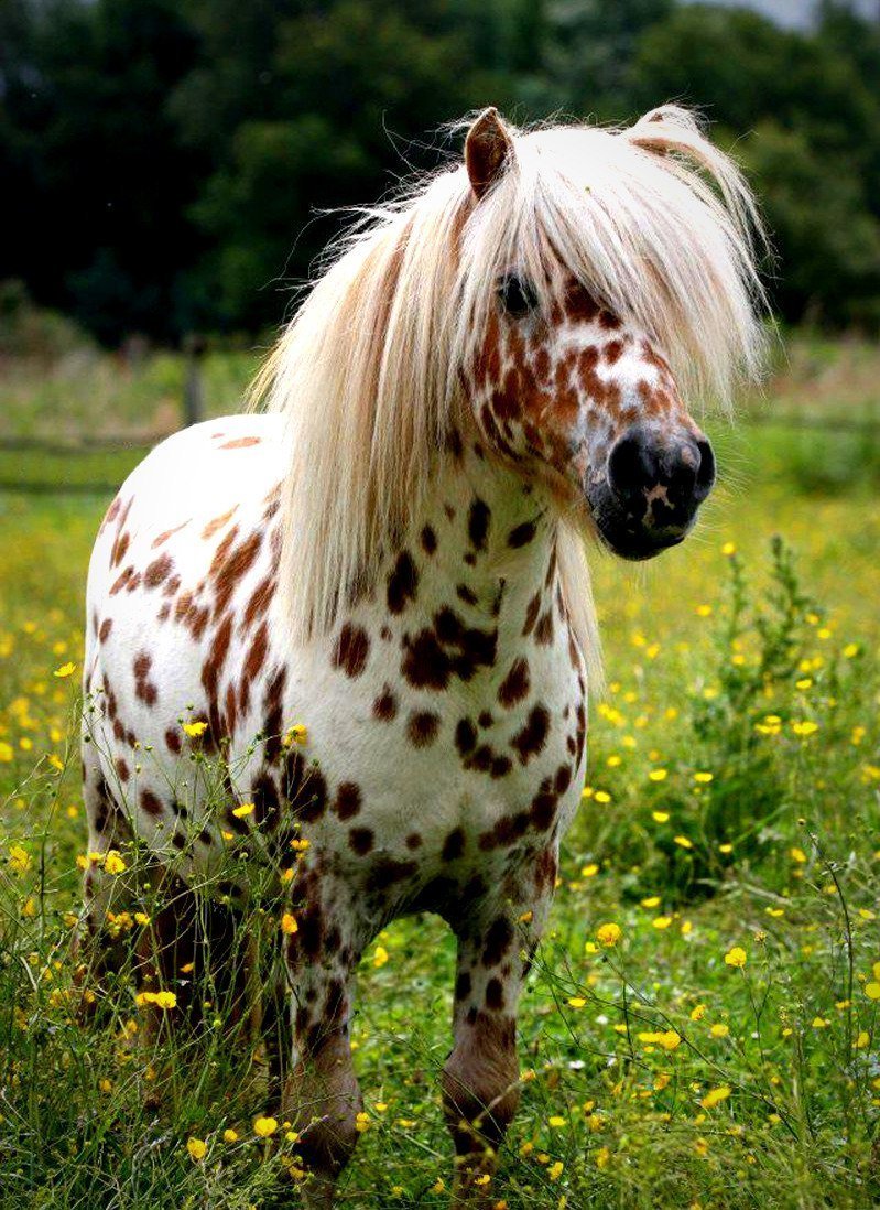 Лошади породы Фалабелла