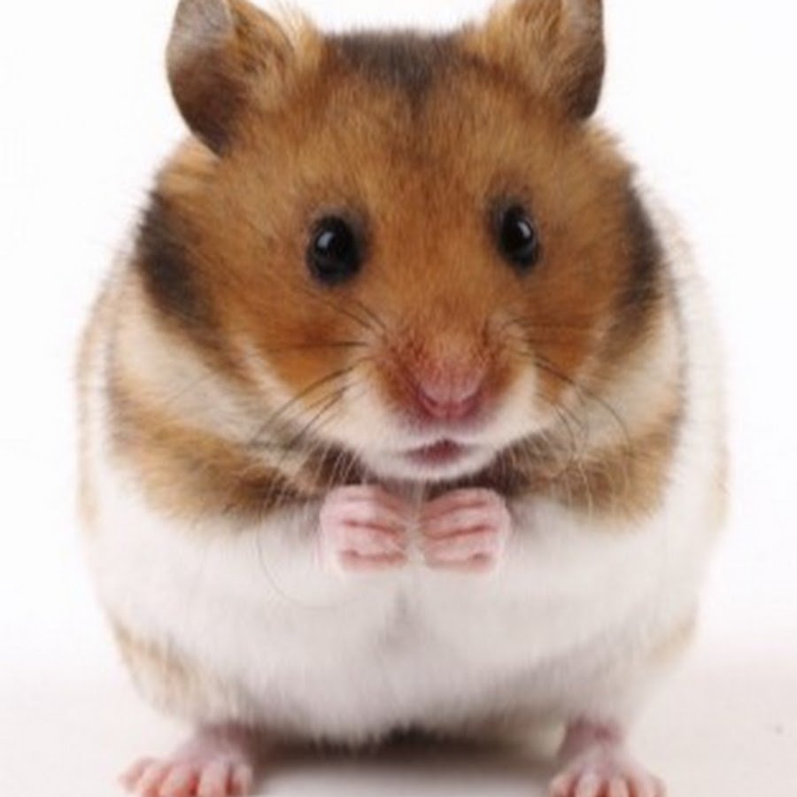 Крутой хомяк