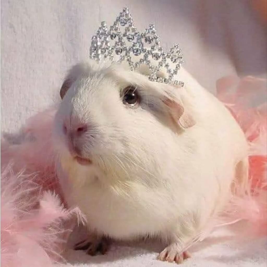 Хомяки вдвоем