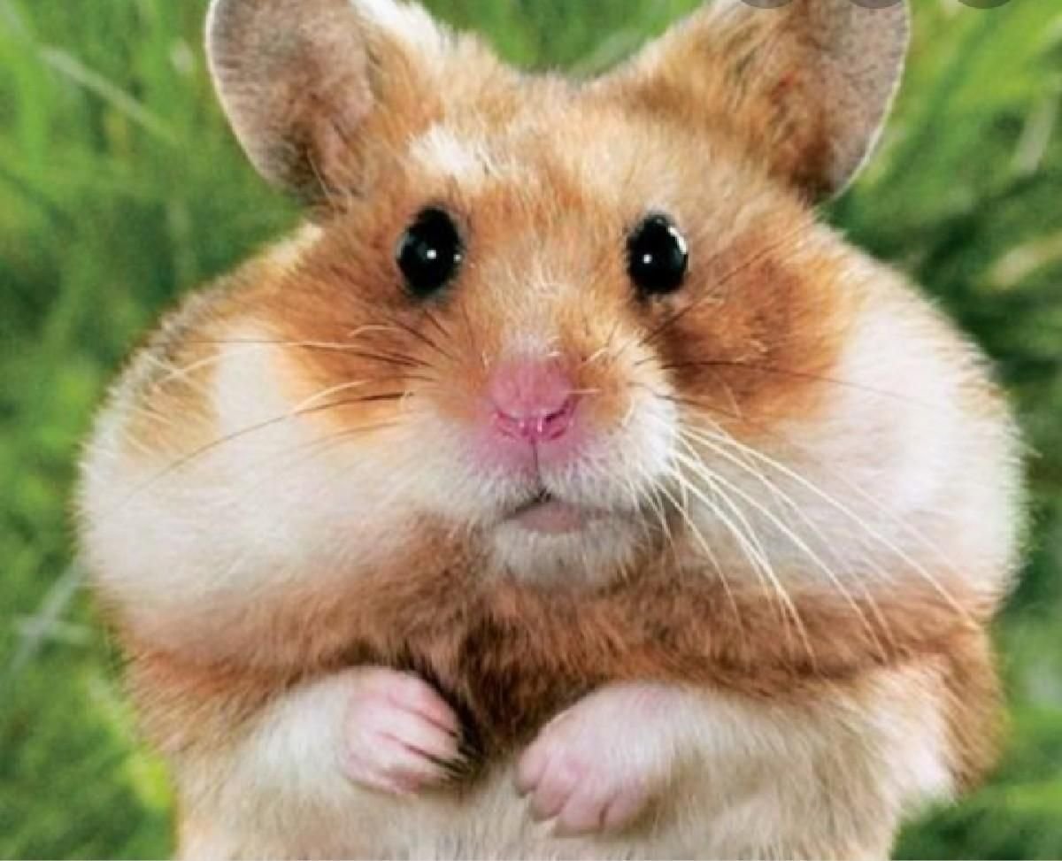 Крысы сохры