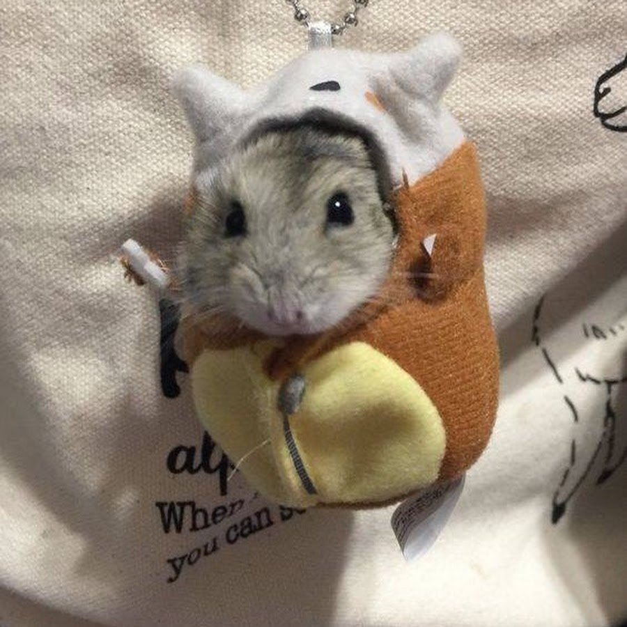 Хомяк в костюме