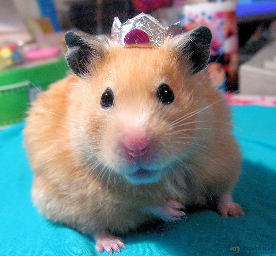 Королевский сирийский хомяк