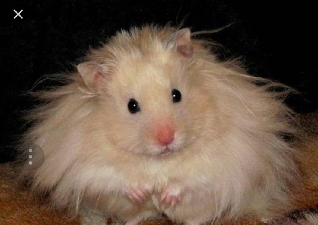 Сирийский ангорский хомяк