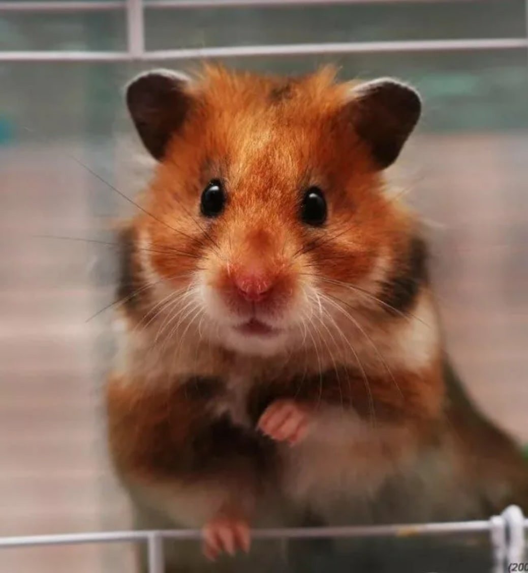 Сирийский хомяк рыжий
