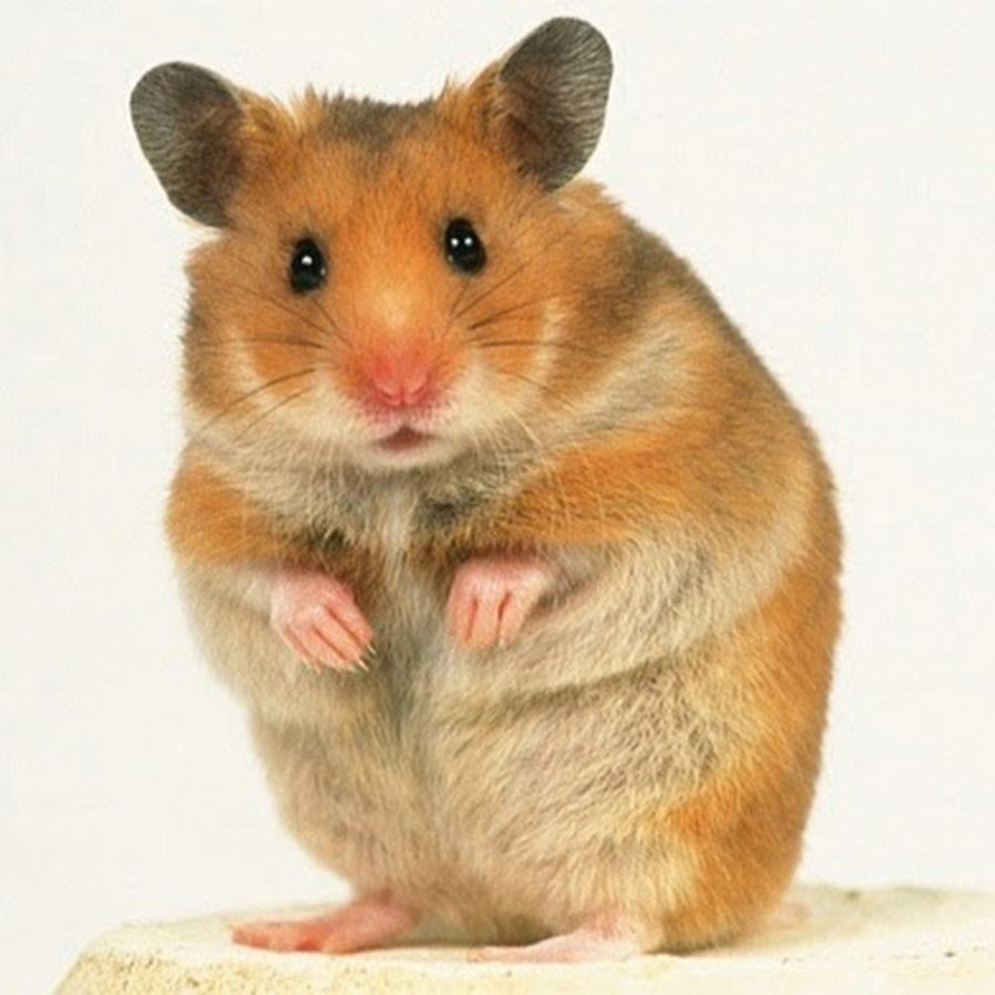 Персиковый сирийский хомяк