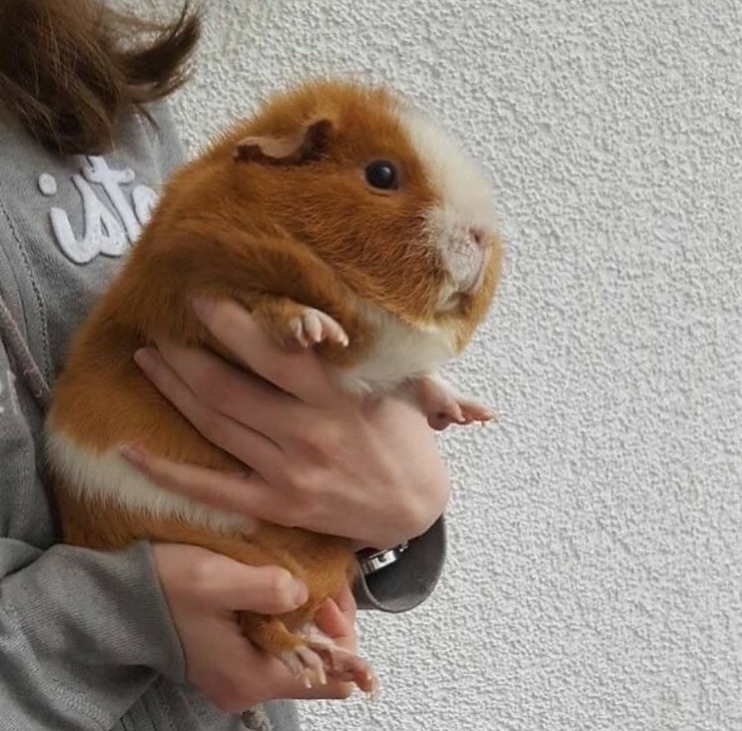 Морские свинки Корончик