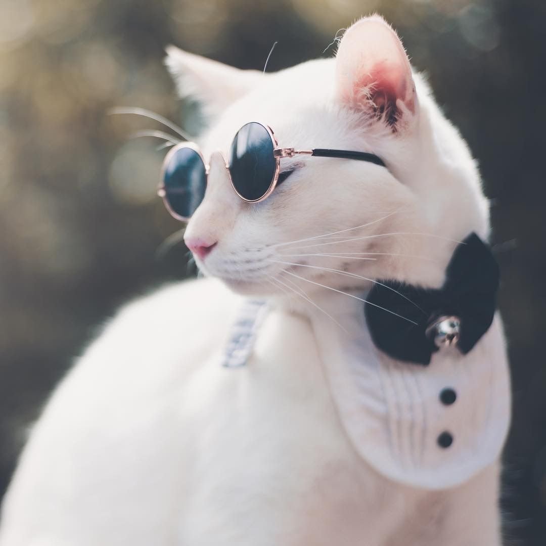 Белая кошка в очках