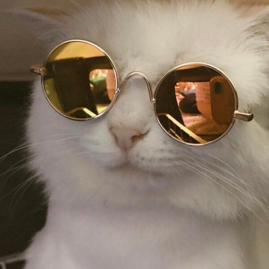 Кот с цепочкой