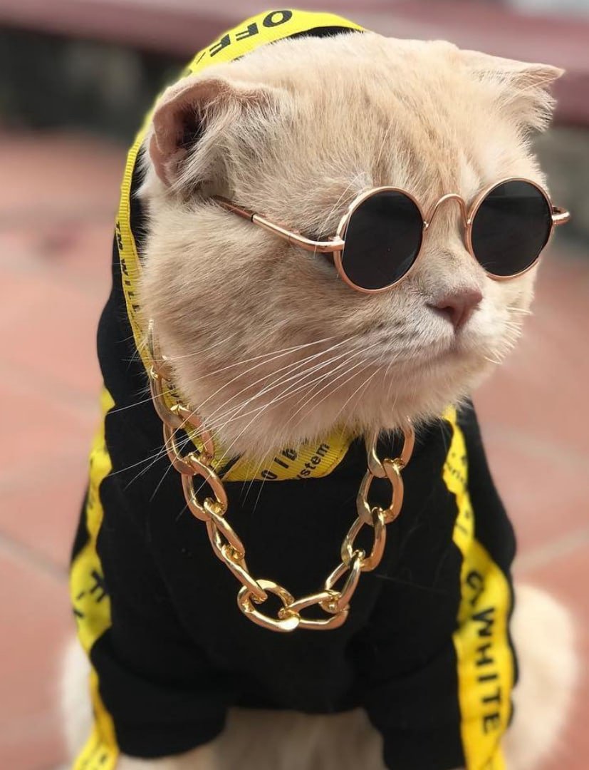 Кот в очке Мем
