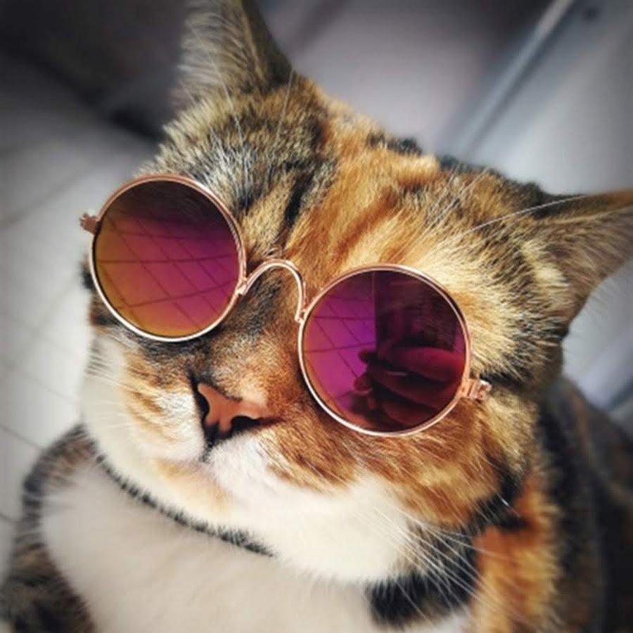 Кошка с очками