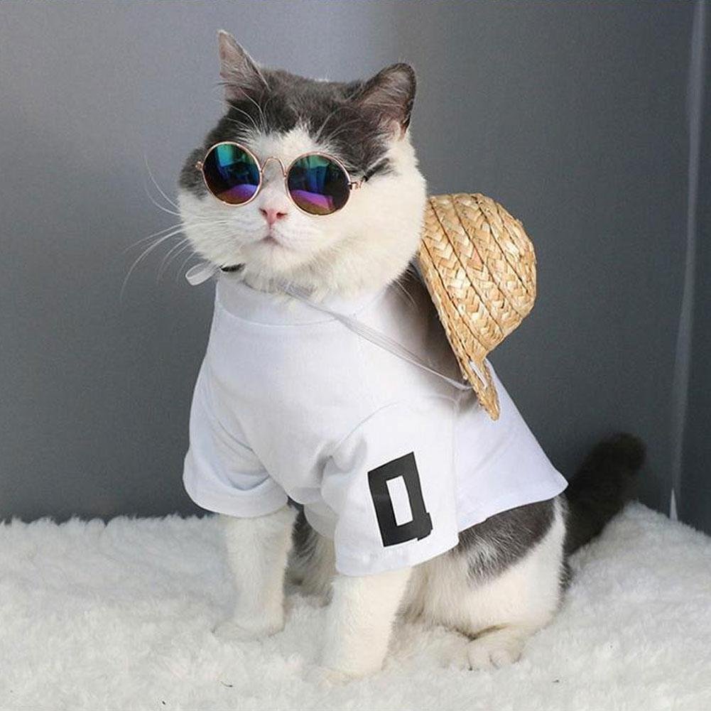 Мопс в очках