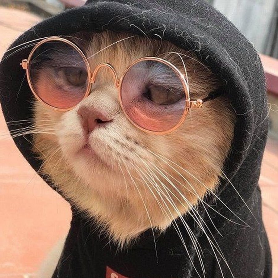 Кот в одежде
