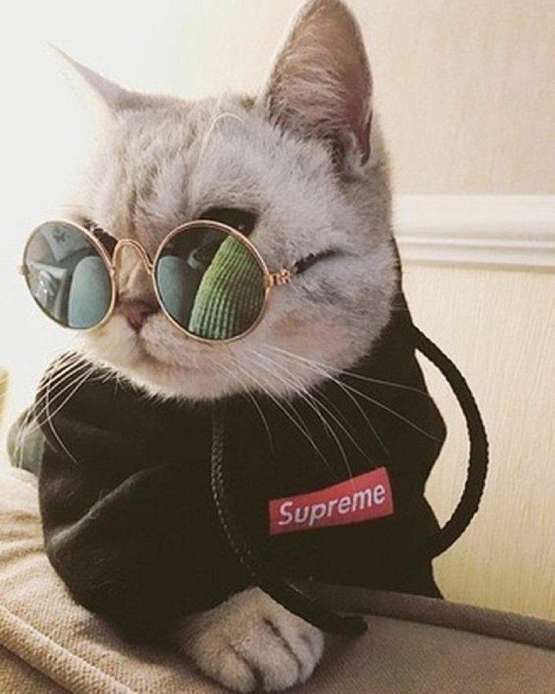 Модные котики в очках