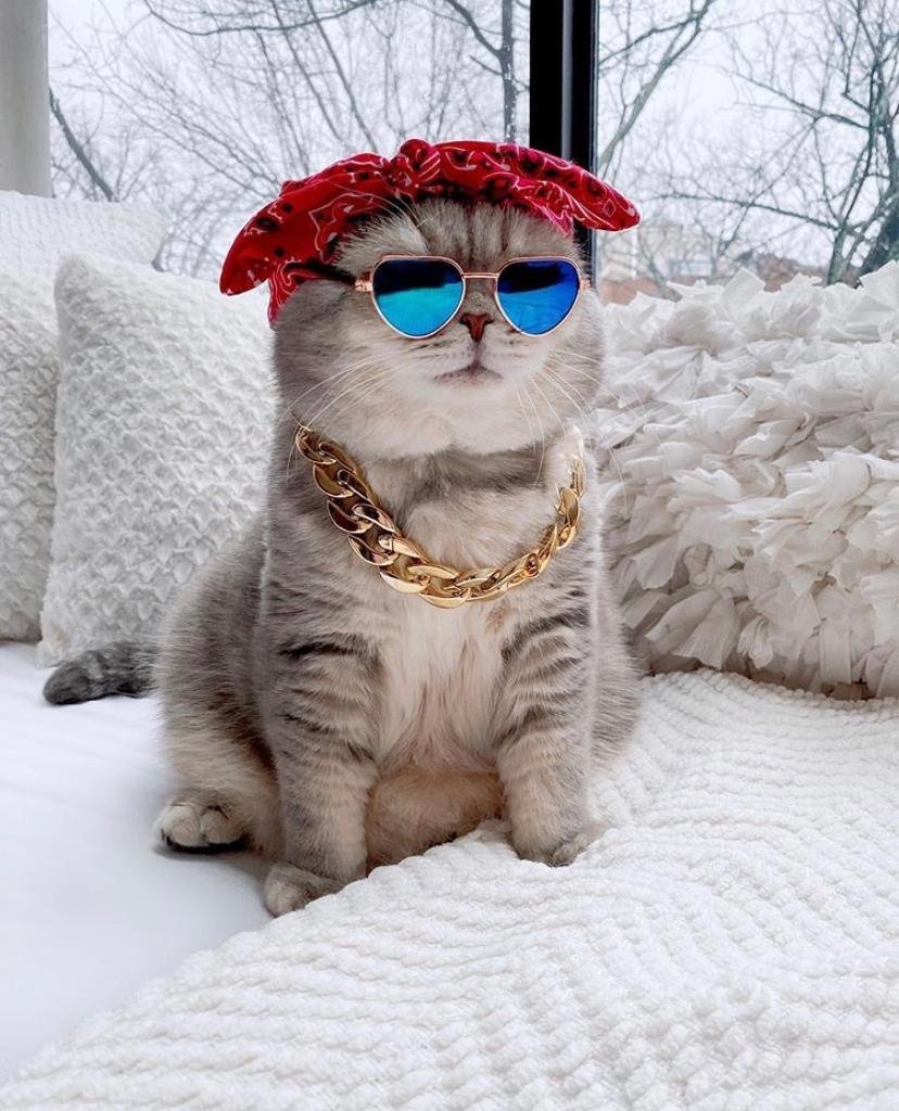 Милый котик в очках