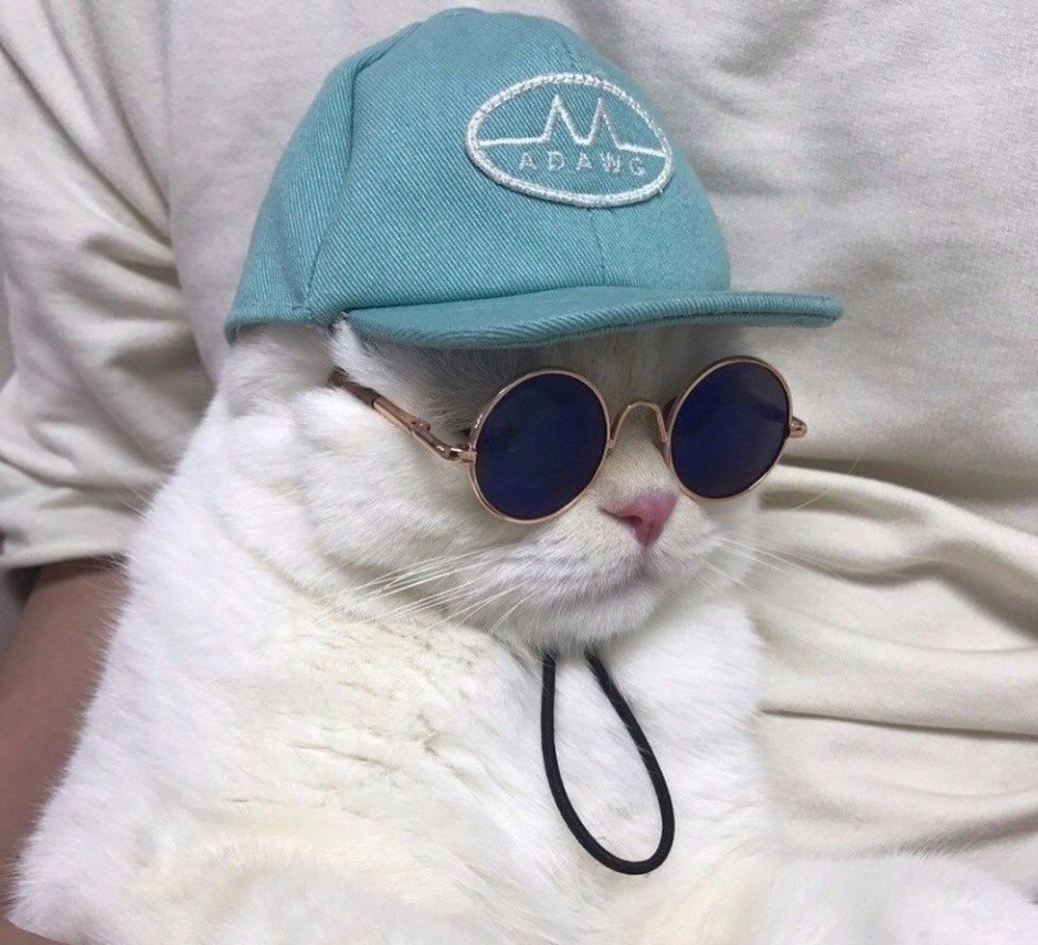 Той Флойд кошка