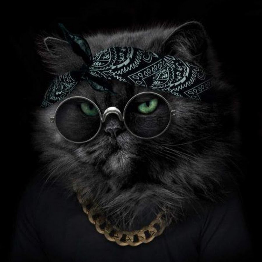 Кот в очках