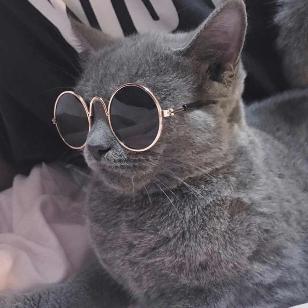 Котик в очках