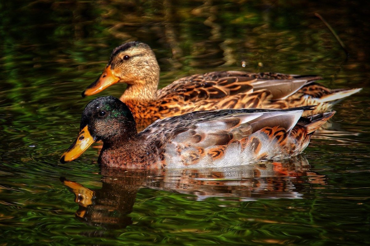 Мраморная утка кряква