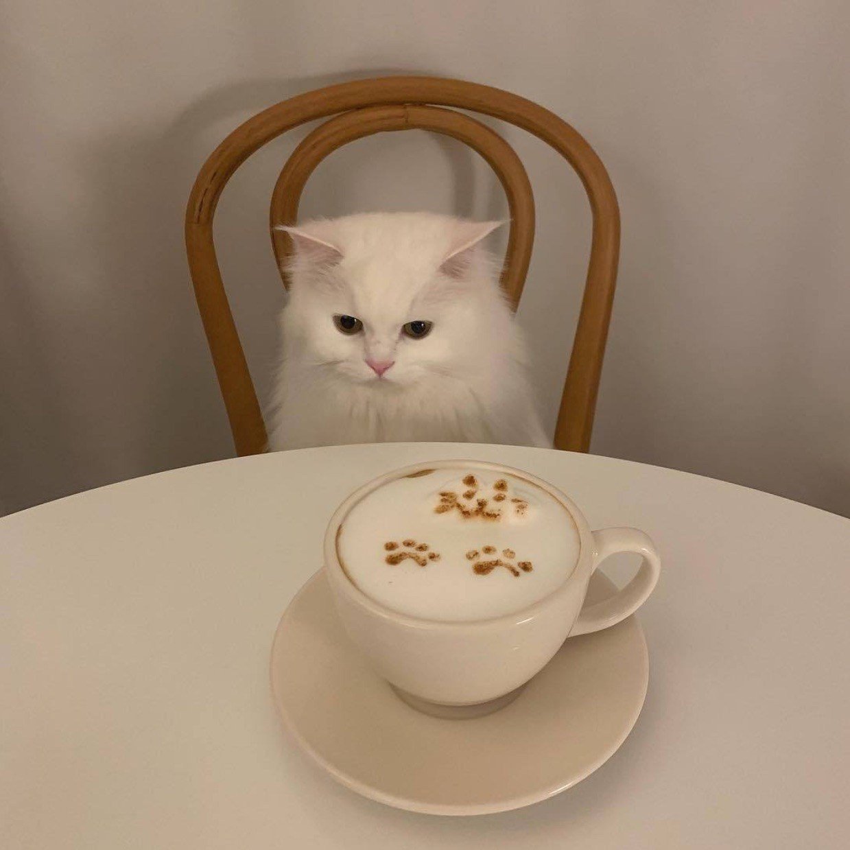 Милые котики с добрым утром. Кот и кофе. Утренний кот. Котик с кофе. Доброе утро кот.