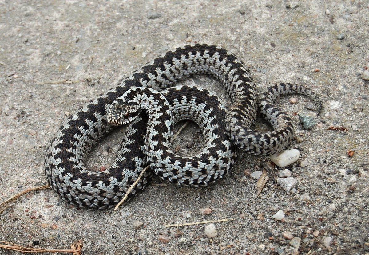 Обыкновенная гадюка